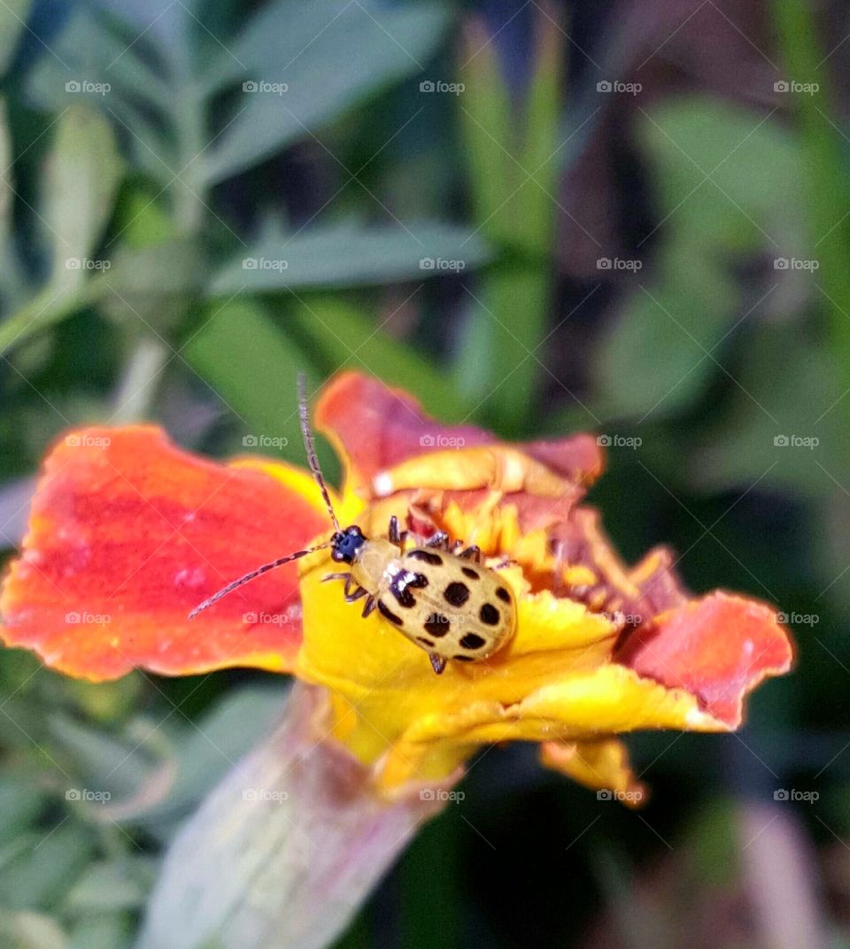 yellow ladybird, ladybug