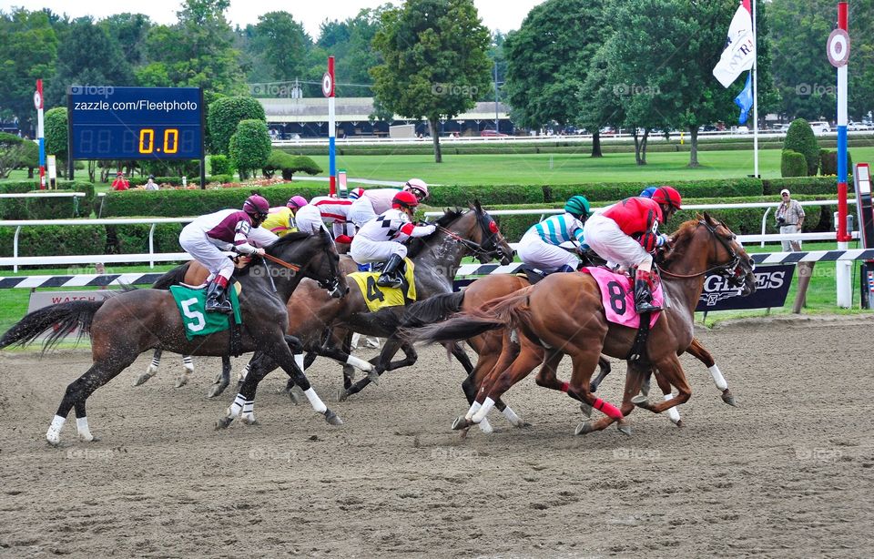 Sea Raven. And they're off at Saratoga! The start of the 2015 racing season with the thoroughbred coming out of the gate. 
