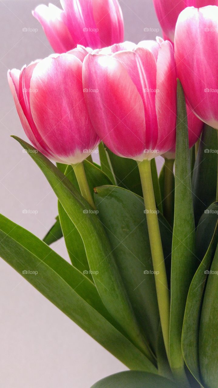 close up of bunch of pink tulips
