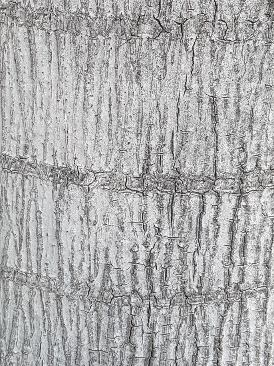 bark. texture