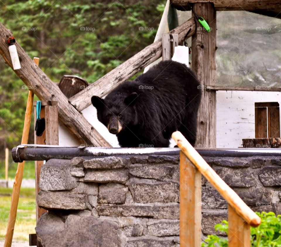 bear alaska group1 by refocusphoto