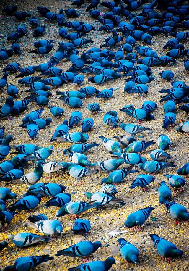 indian kabutar bird's