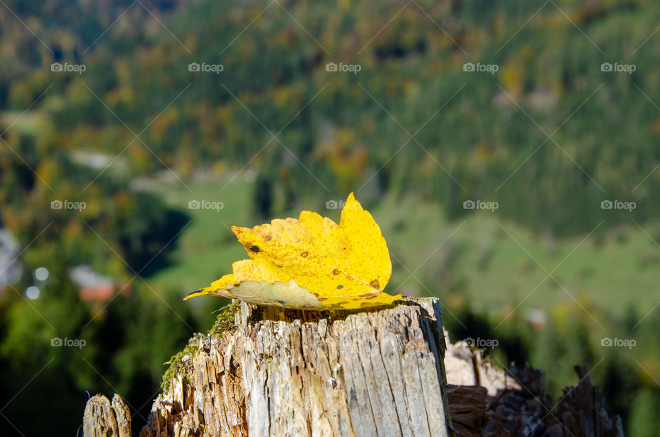 A Close Up of Yellow Leaf