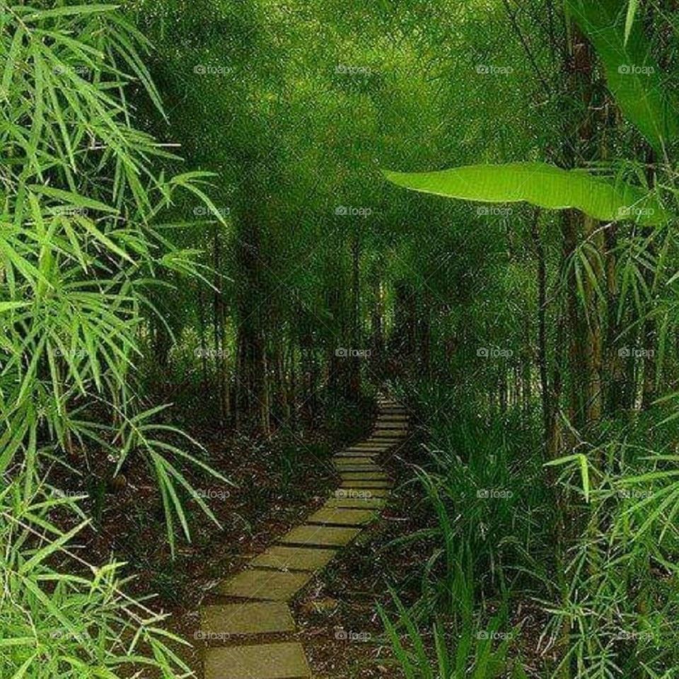 A calm and relaxing pathway.