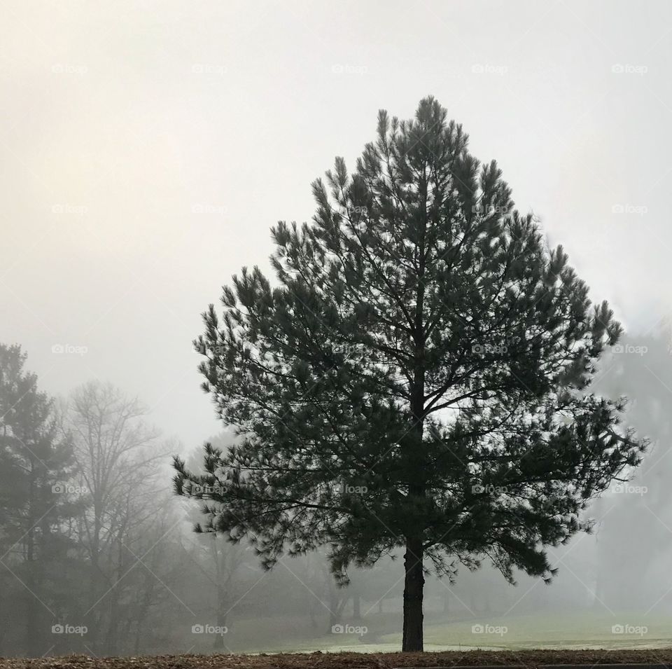 One foggy day