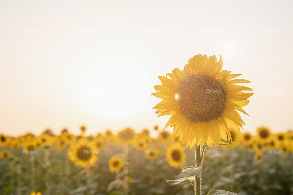 sunflower field in sunset