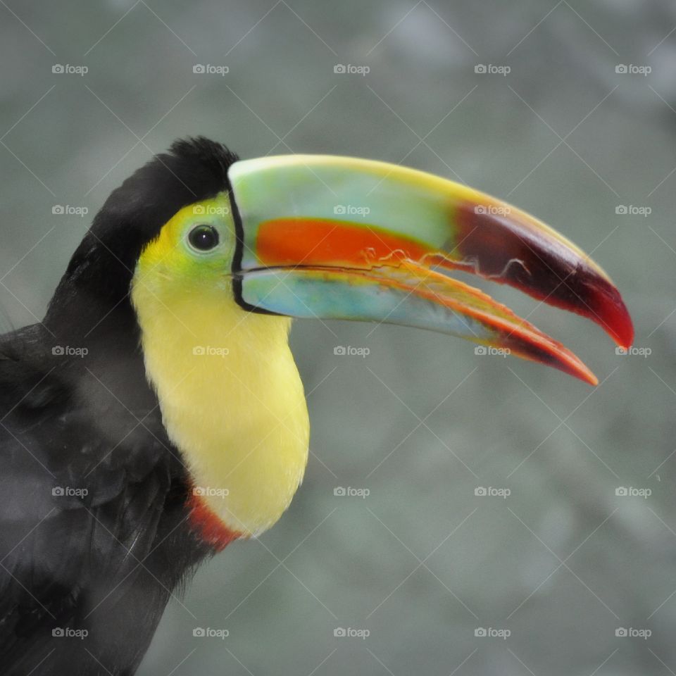 Toucan