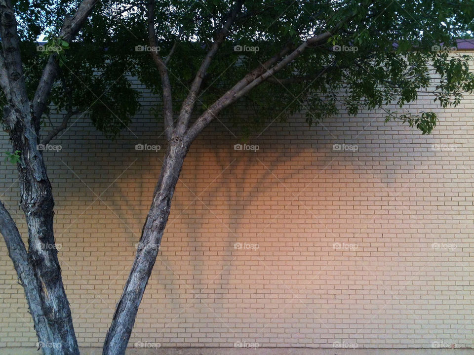 wall morning tree shadow by newsjeff
