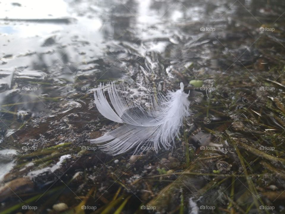 Feather in the water