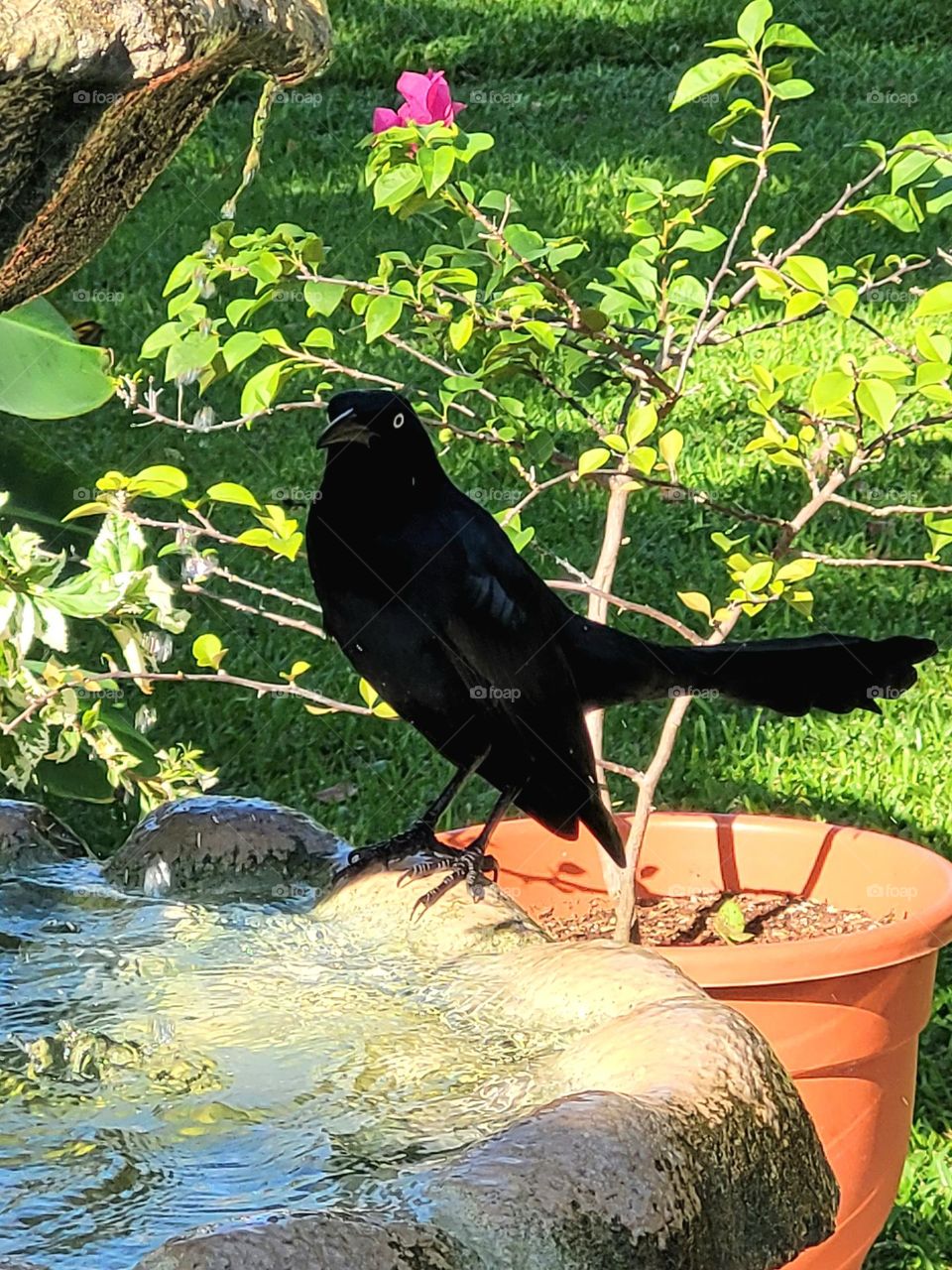 the black bird