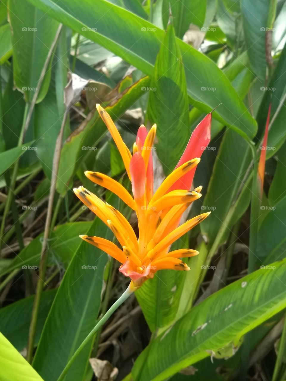 Heliconia