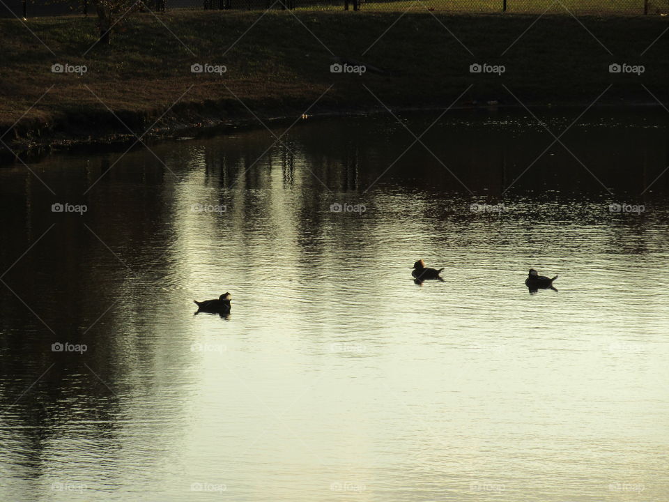 ducks in a pond