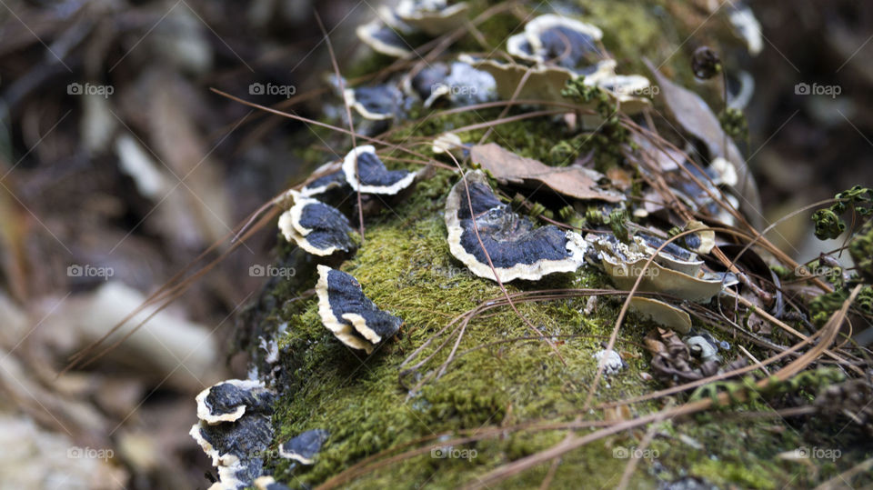 Mushrooms 