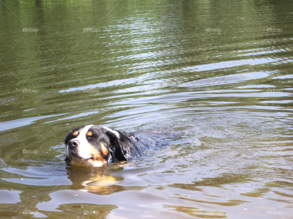 Großer Schweizer Sennenhund