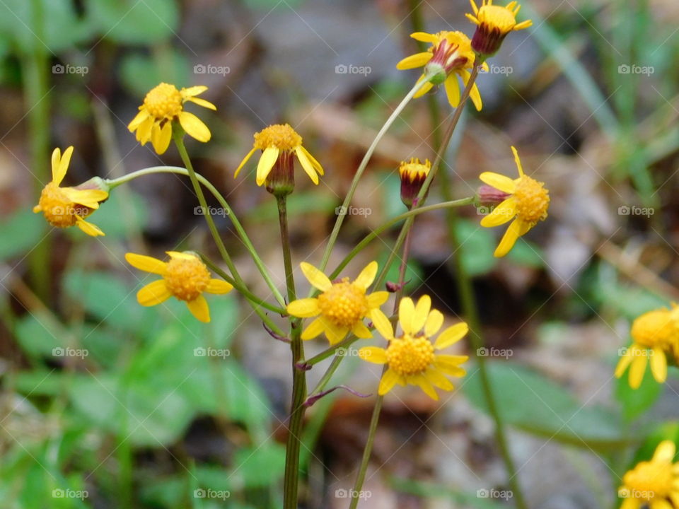 Wild Flowers