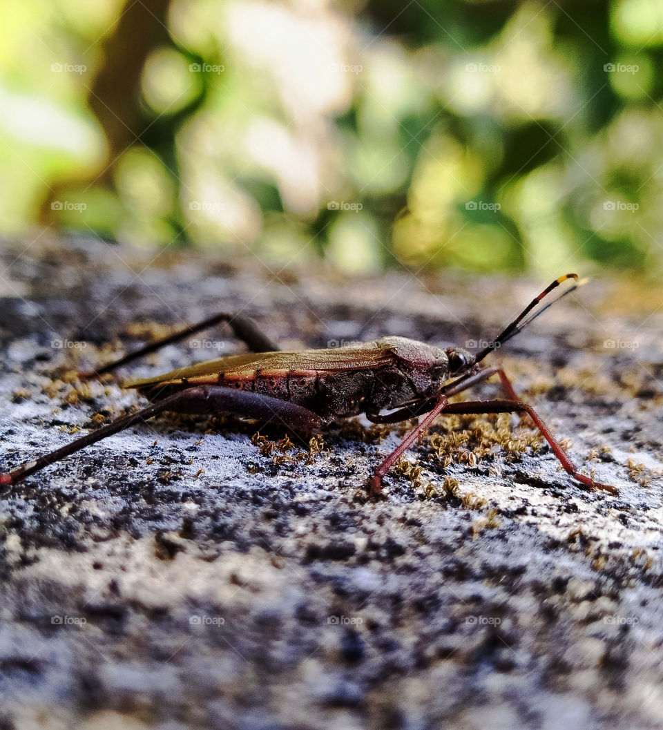 The insect was walking alone.suddenly i saw it and took a picture.