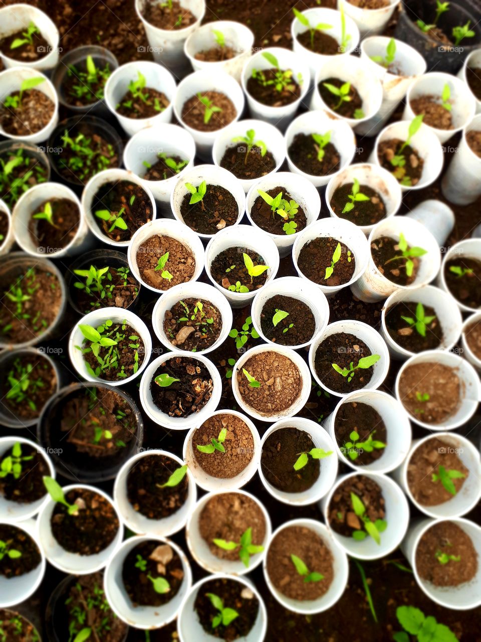 peppers are ready for planting