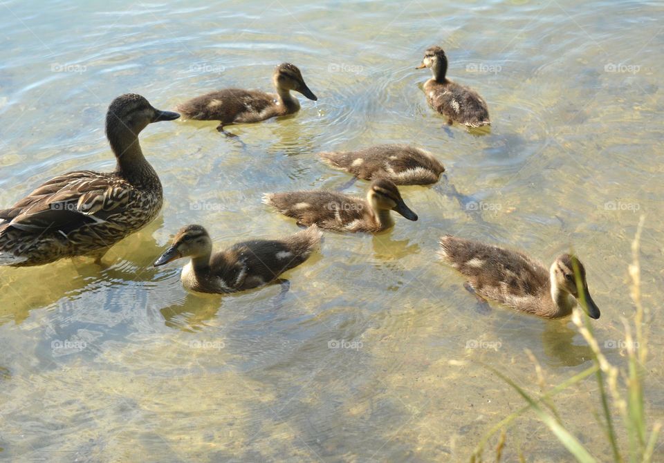 duck and ducklings on a lake