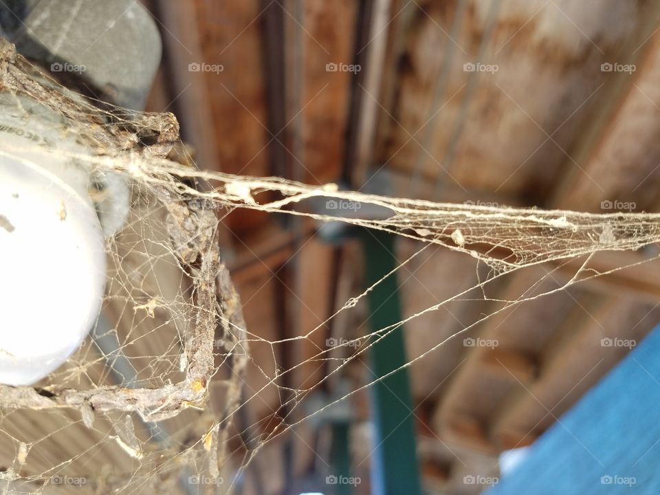 Nasty webs under cover