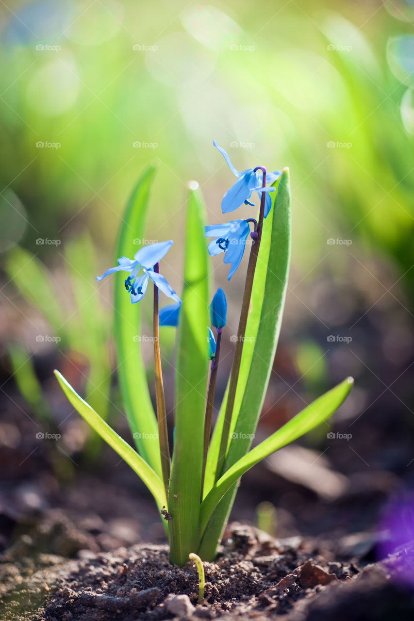 First flowers at spring day