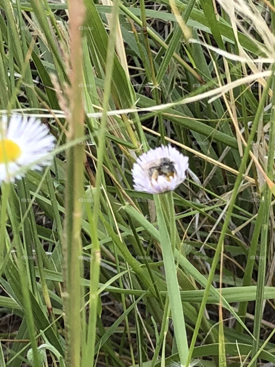 Bees before their fight