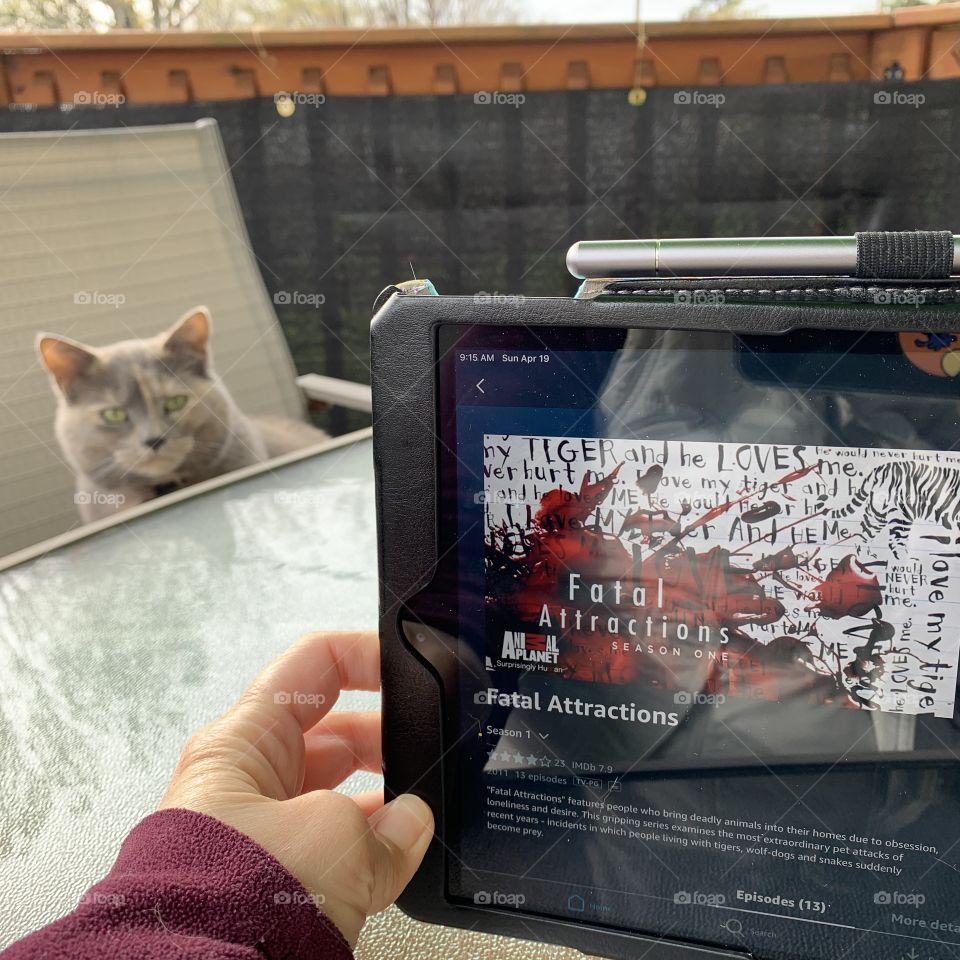 My cat plots unimaginable things, as I watch an “oldie but goodie” with her watching. 