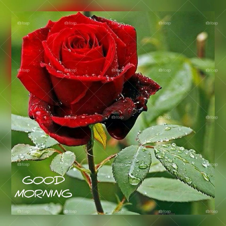 wallpaper  designing