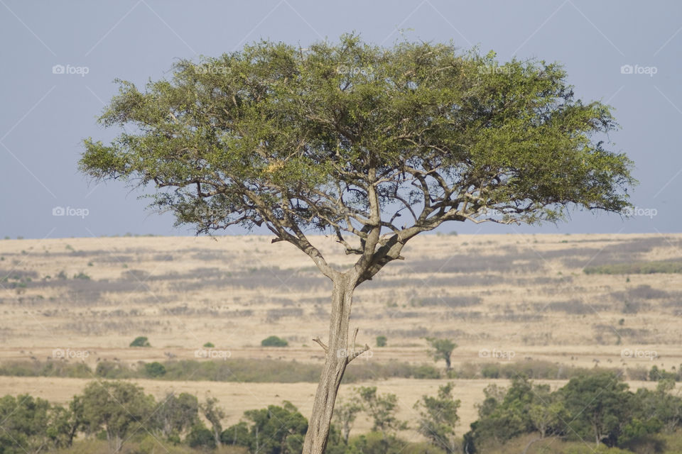 masai mara landscape tree one by jennifer8929