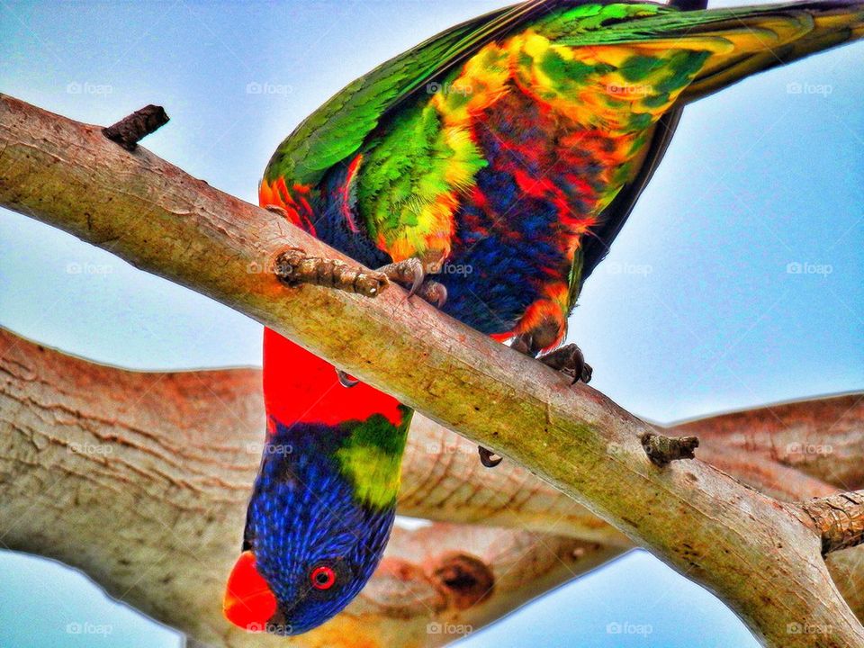 Rainbow Lorikeet