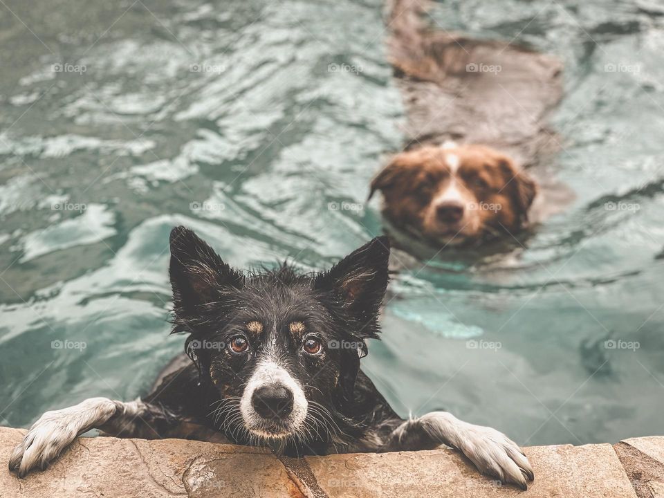 High angle view of two border collie dogs swimming 