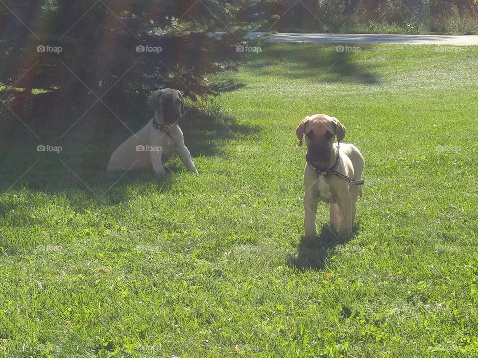 chunky puppies