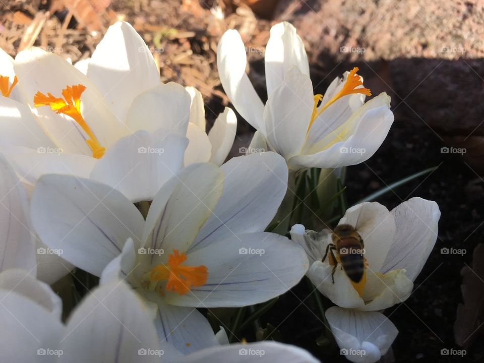 White crocus