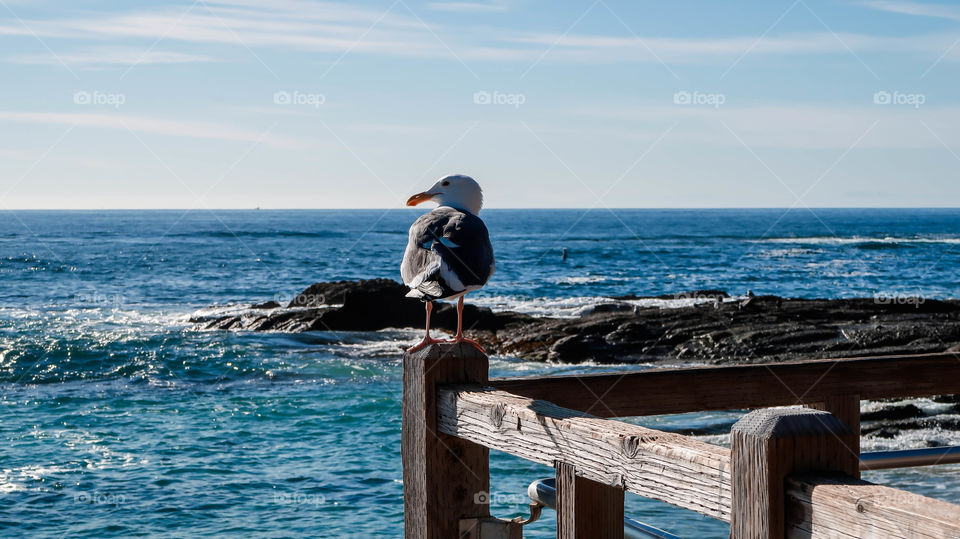 Seagull near the ocean 