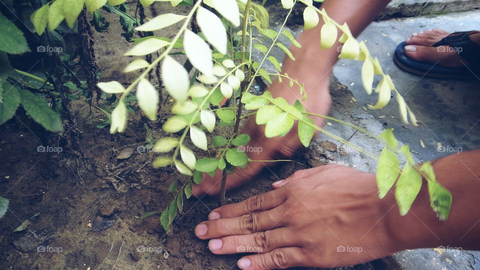 Gardening 