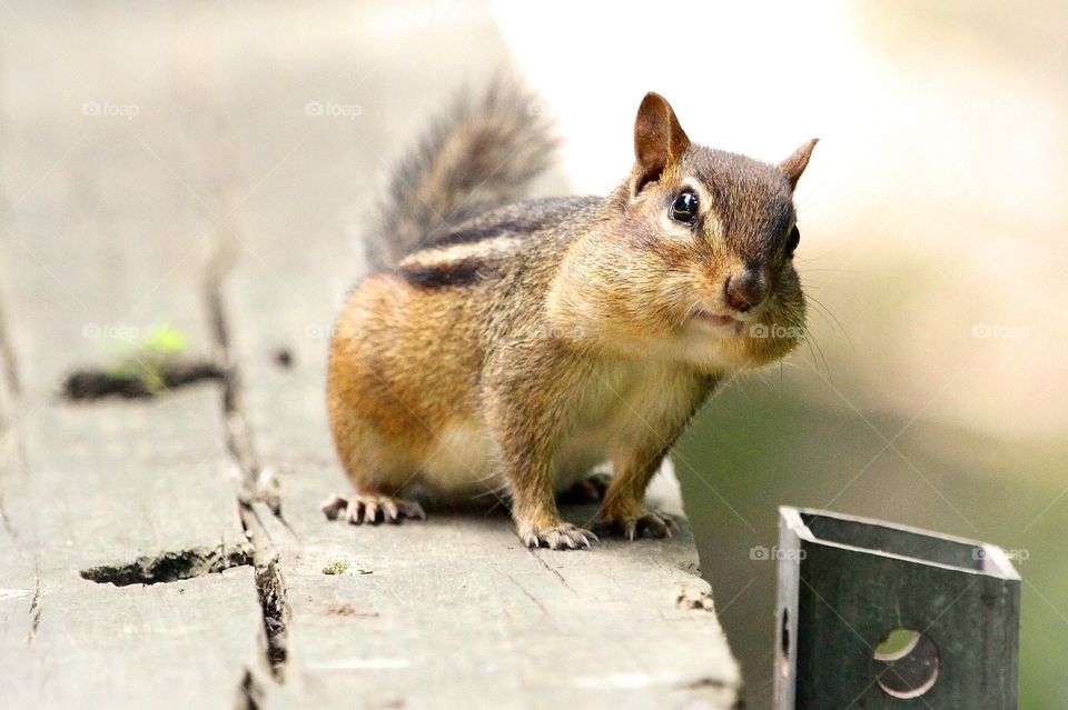 I'm stuffed! . A funny little Chipmunk with a large appetite! 