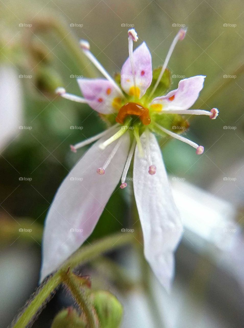 Flower macro