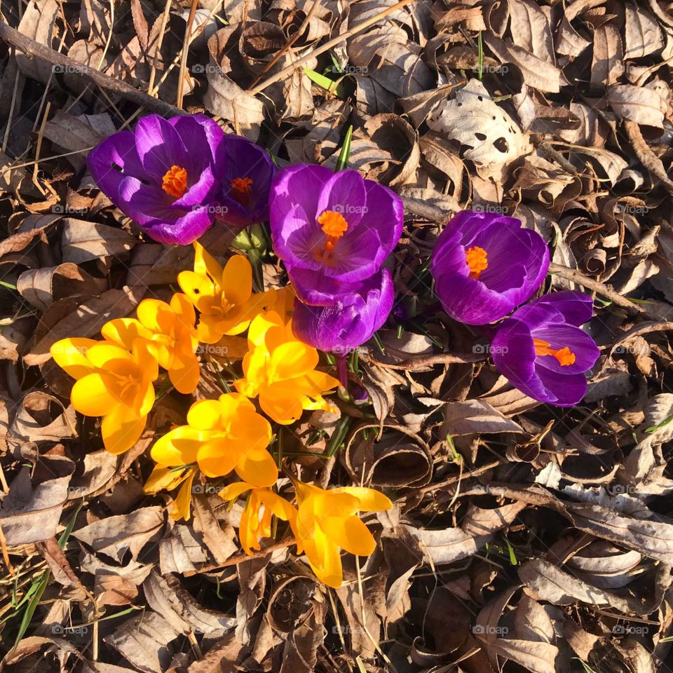 sunlit yellow and purple crocuses  on the background of fallen leaves