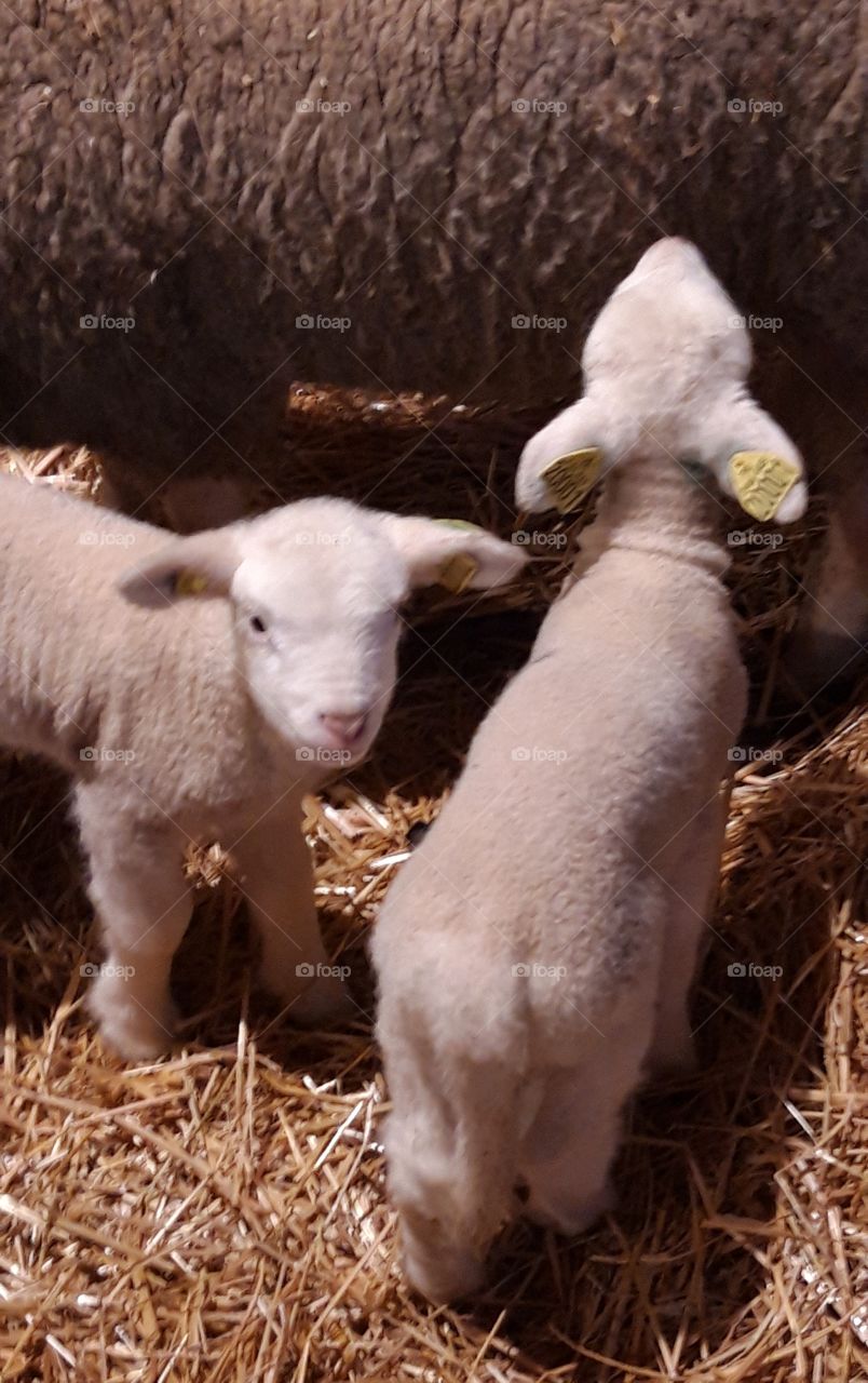lambs in the Christmas creche in Normandy