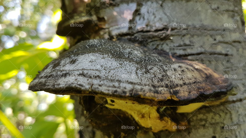mushroom on a tree closeup