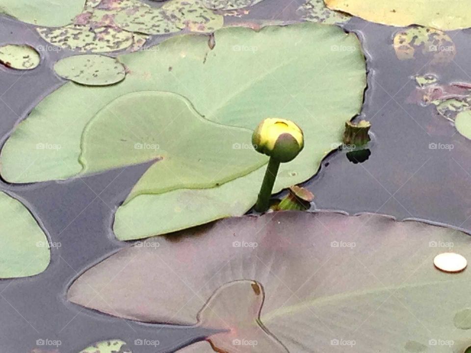 Lilly Pad