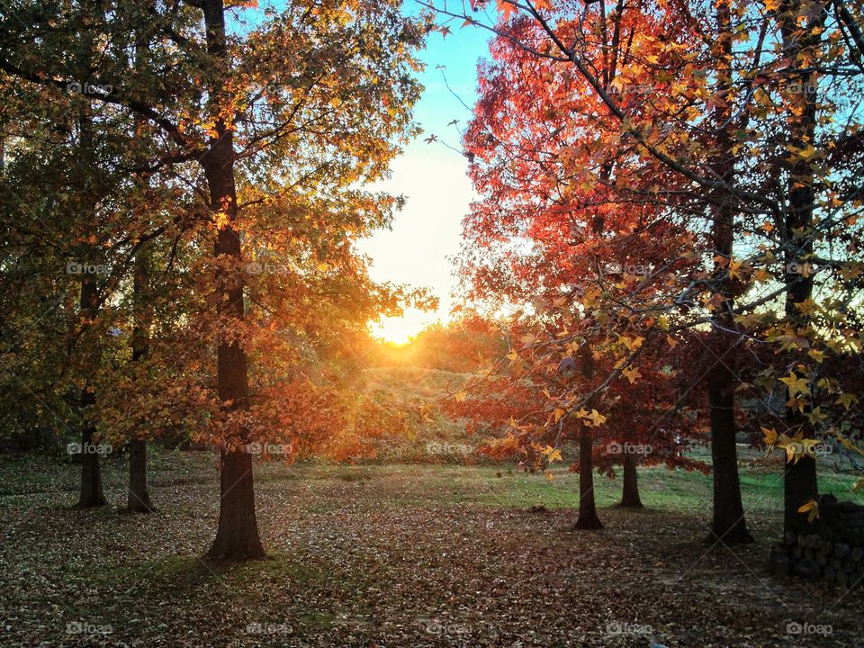 Morning on the Farm