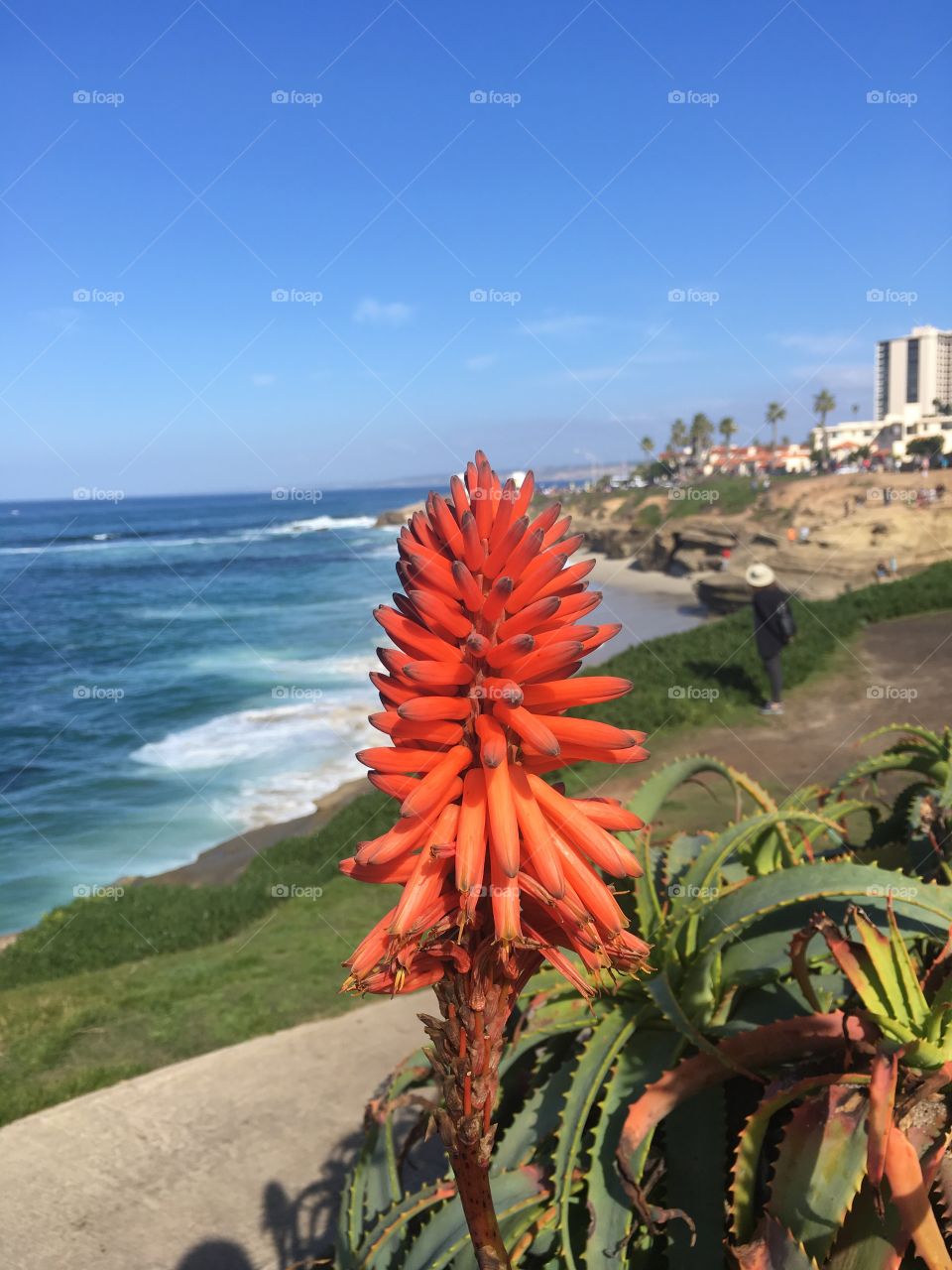 Red beach flower