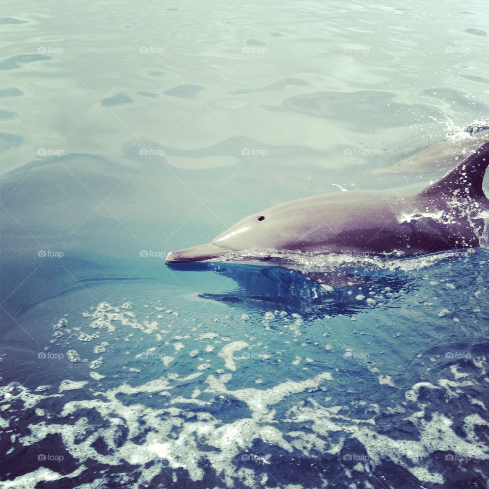 The dolphin showed up !