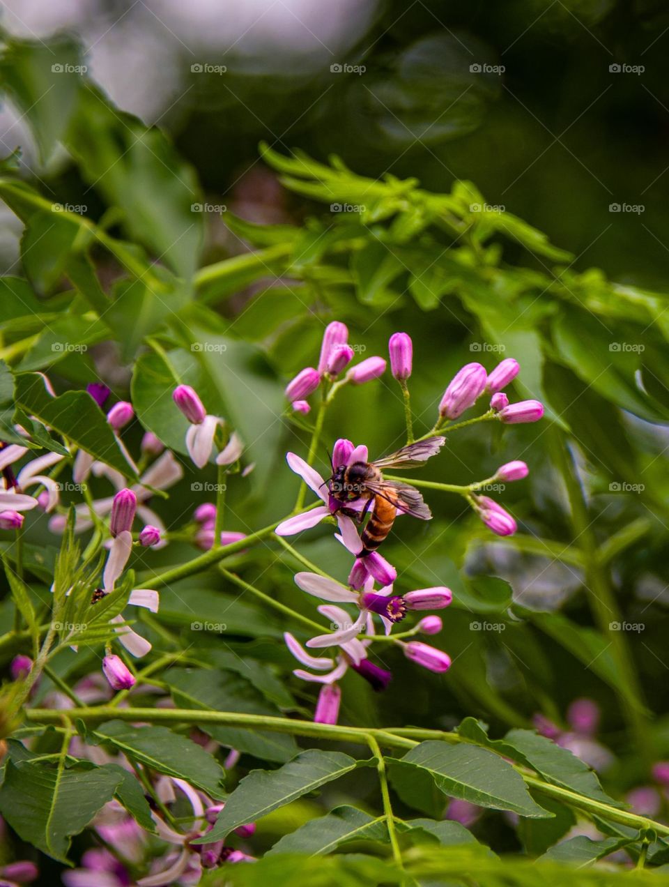 A bee is taking juice from flowers in spring