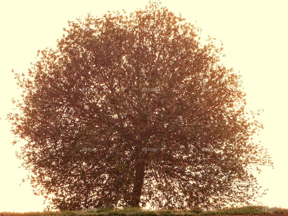 The beauty of the color brown