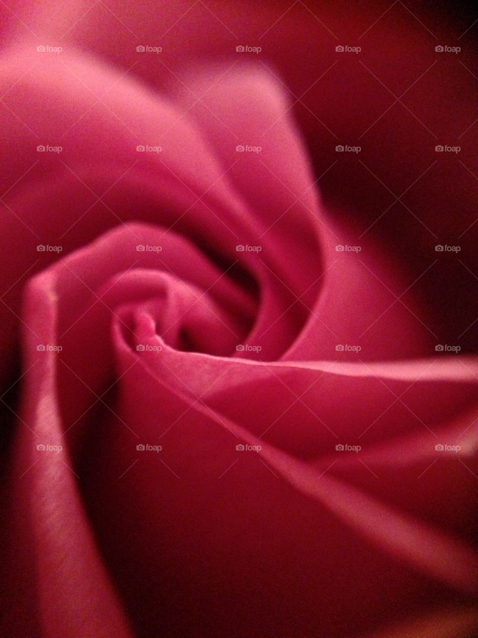 Baby rose taken with iphone macro lens
