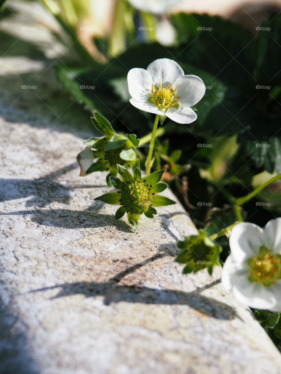 Growing strawberries with strawberry flower 