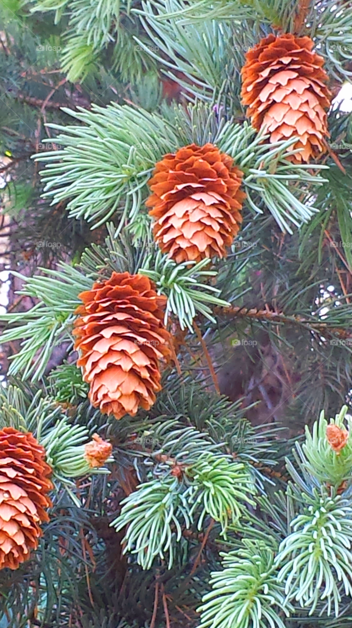 Pinetree