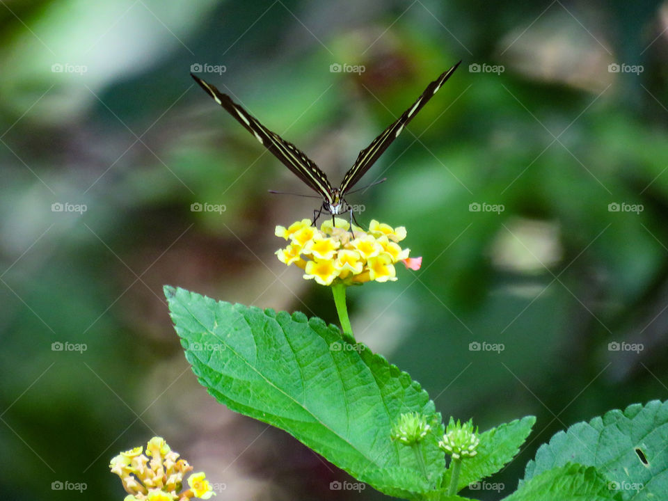 butterfly with open wings