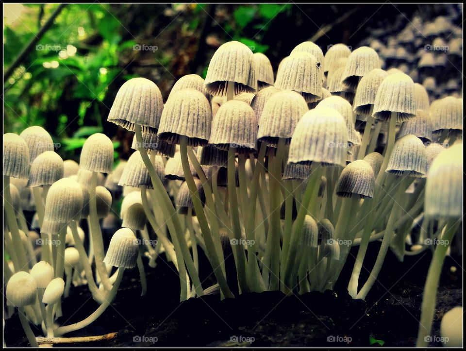 Mushrooms (1)